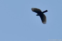 Accipiter virgatus fuscipectus