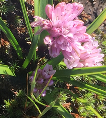 Allium cratericola