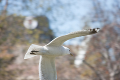 Larus brachyrhynchus