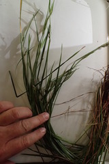Scleria oligantha