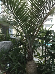Arecaceae
