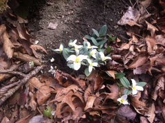Trillium nivale