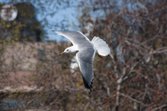 Larus brachyrhynchus
