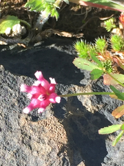 Trifolium depauperatum