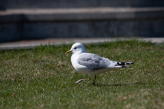 Larus brachyrhynchus