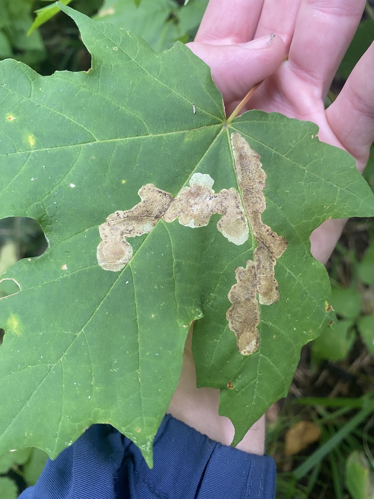 Maple leafblotch miner
