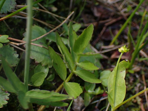 Image of Oxypolis fendleri by (c) Jared Shorma, some rights reserved (CC BY)
