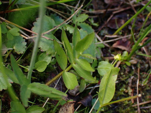 Image of Oxypolis fendleri by (c) Jared Shorma, some rights reserved (CC BY)