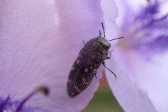 Acmaeodera tubulus