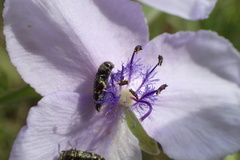 Acmaeodera tubulus