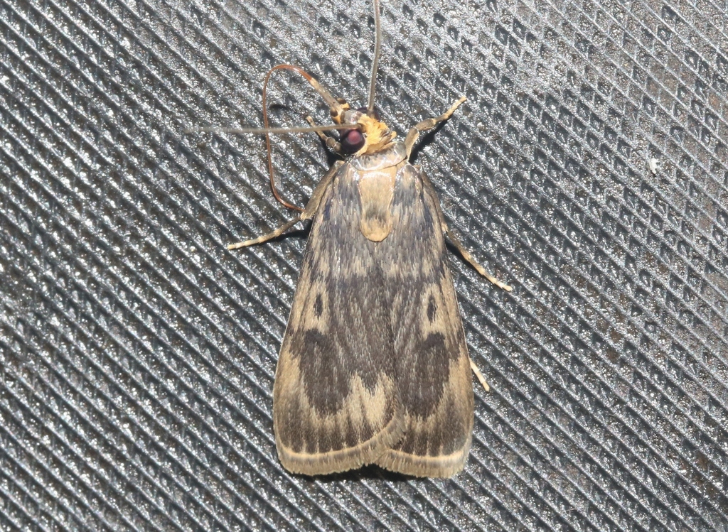 Butterflies and Moths from Taki N.C., Assam 781330, India on April 10 ...