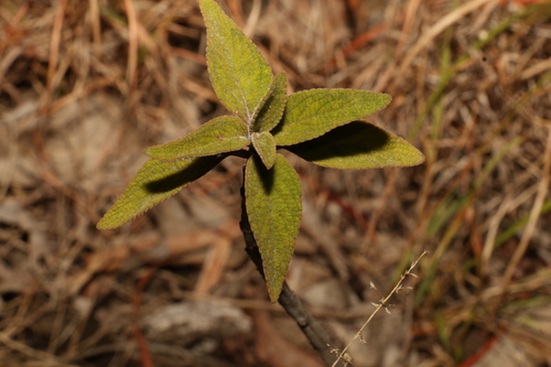 Image of Coleus alloplectus by (c) Greg Tasney, some rights reserved (CC BY-SA)