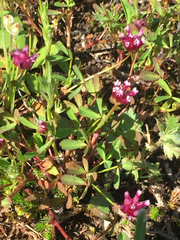Trifolium depauperatum