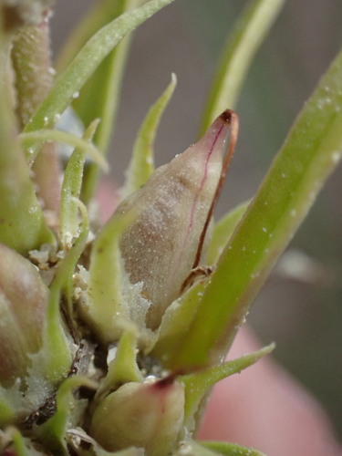 Image of Penstemon penlandii by (c) Jared Shorma, some rights reserved (CC BY)