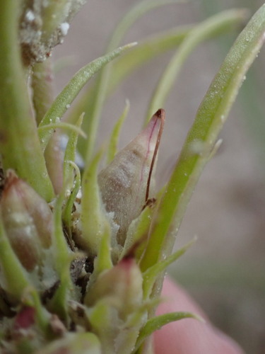 Image of Penland Beardtongue (Penstemon penlandii) by (c) Jared Shorma, some rights reserved (CC BY)