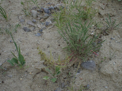 Image of Penstemon penlandii by (c) Jared Shorma, some rights reserved (CC BY)