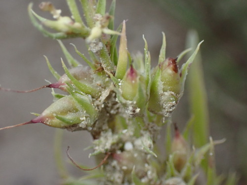 Image of Penstemon penlandii by (c) Jared Shorma, some rights reserved (CC BY)