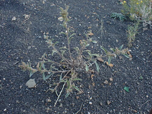Image of Oreocarya sericea by (c) Jared Shorma, some rights reserved (CC BY)