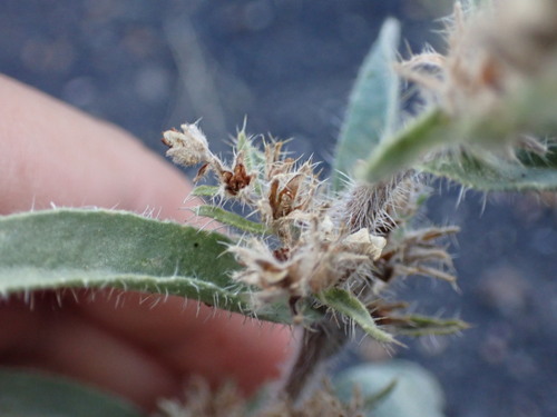 Image of Oreocarya sericea by (c) Jared Shorma, some rights reserved (CC BY)