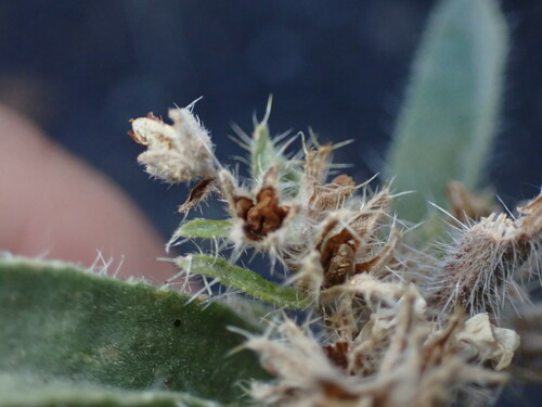 Image of Oreocarya sericea by (c) Jared Shorma, some rights reserved (CC BY)