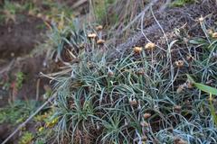 Celmisia major major