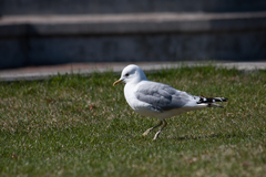 Larus brachyrhynchus