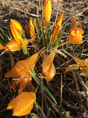 Crocus flavus