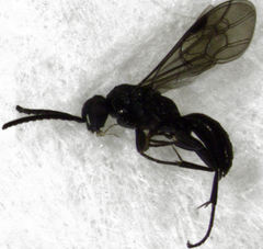 Epipompilus insularis