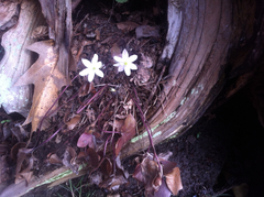 Hepatica americana