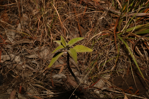 Image of Coleus alloplectus by (c) Greg Tasney, some rights reserved (CC BY-SA)