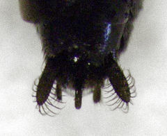 Epipompilus insularis