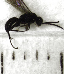 Epipompilus insularis