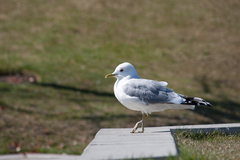 Larus brachyrhynchus