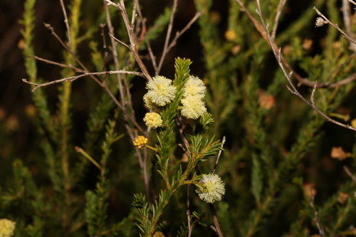 Image of Acacia brunioides by (c) Greg Tasney, some rights reserved (CC BY-SA)