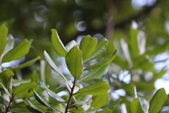 Planchonella costata