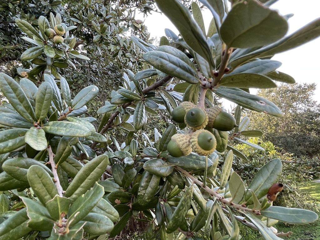 Southern Live Oak From Indian Riverside Park Jensen Beach FL US On southern-live-oak-from-indian-riverside-park-jensen-beach-fl-us-on