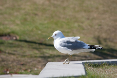 Larus brachyrhynchus