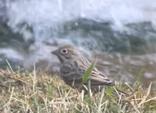 Escribano ceniciento (Emberiza caesia)