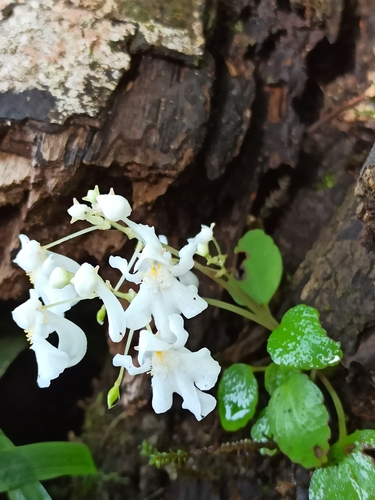 Image of Impatiens dendricola by (c) Sindhu Haridas, some rights reserved (CC BY)