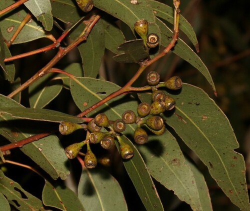 Image of Eucalyptus dura by (c) Greg Tasney, some rights reserved (CC BY-SA)