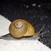 Cuban Brown Snail - Photo (c) Isaac Lord, some rights reserved (CC BY-NC), uploaded by Isaac Lord