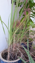 Cymbopogon nardus