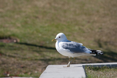 Larus brachyrhynchus