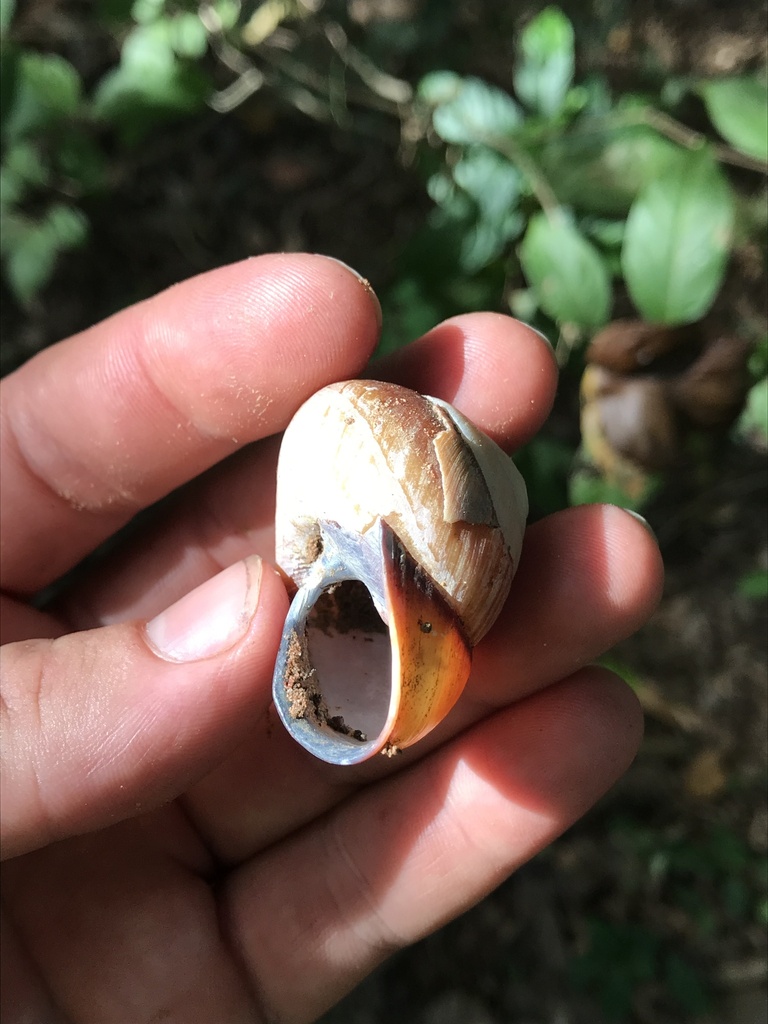 Cape York Bicoloured Snail