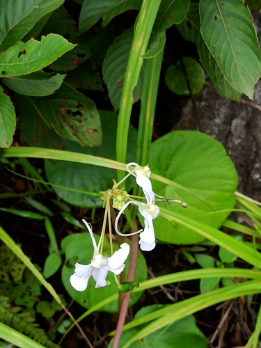 Image of Impatiens scapiflora by (c) Sindhu Haridas, some rights reserved (CC BY)