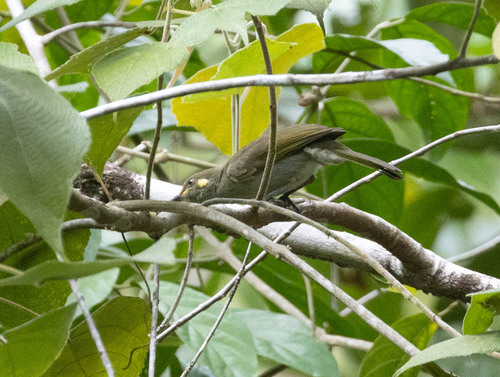 Puff-backed Honeyeater (Meliphaga aruensis)