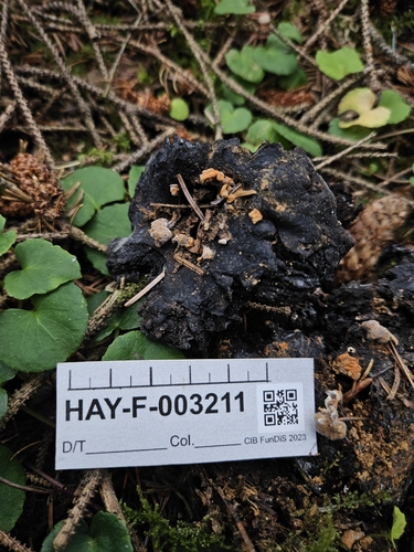Acrostalagmus luteoalbus, 2023-09-08
