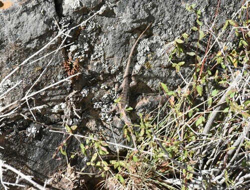 Plateau Fence Lizard, Sceloporus tristichus