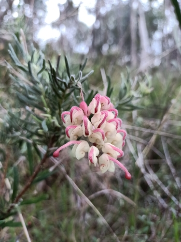 Grevillea lanigera