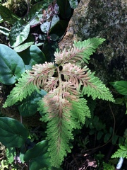 Loxsoma cunninghamii